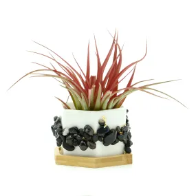 Black Onyx Gemstone Planter   Air Plant