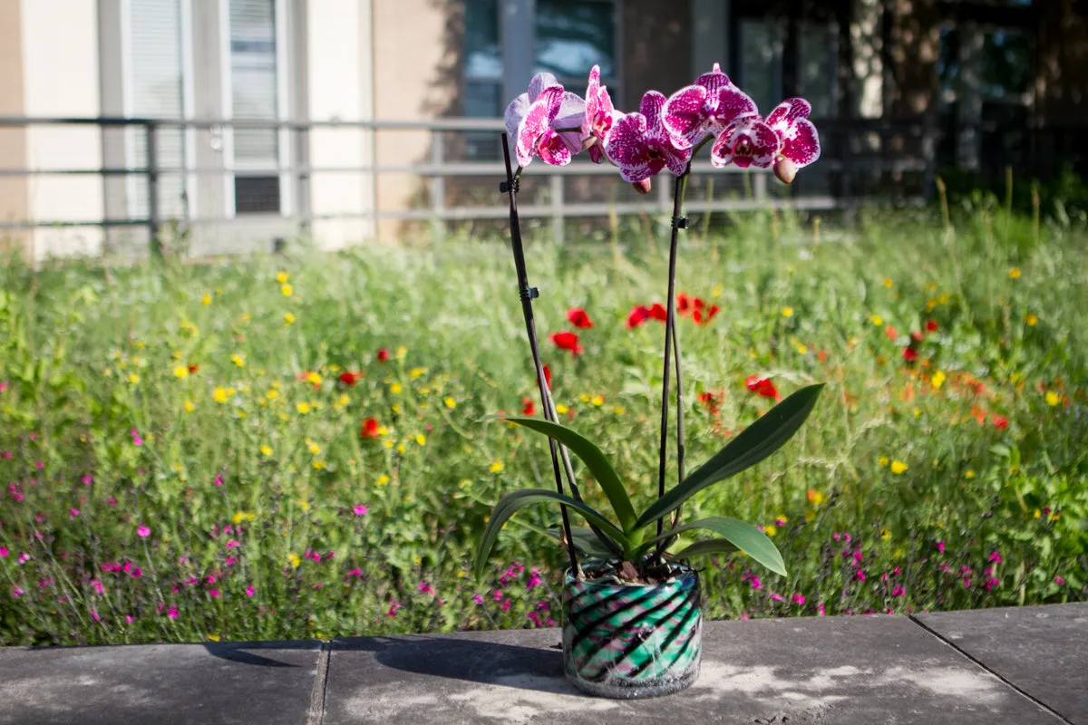 Black Striped Teal and Lavender Memorial Planter for Succulents and Plants