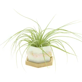 Pink Rose Quartz Gemstone Planter   Air Plant