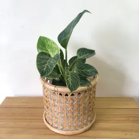 Solihiya Planter Sleeve in Small