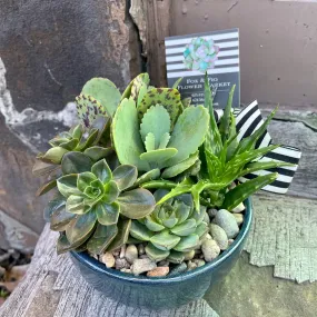 Succulent & Cactus Gardens